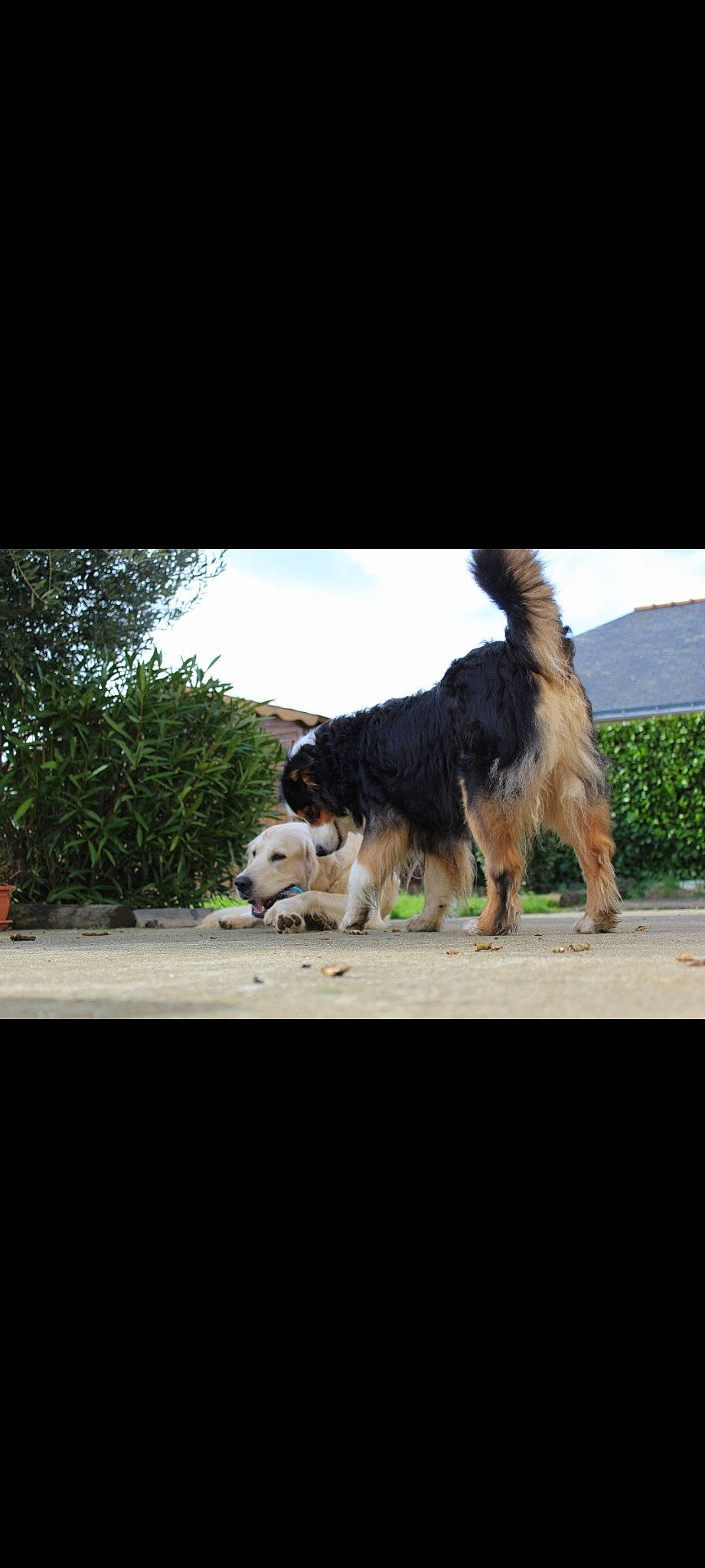 Pepino a rejoint le concours — aidez-le/la à gagner de superbes lots ! asphalt, canidae, carnivore, cloud, collar, companion_dog, dog, dog_breed, foot, fur, grass, herding_dog, plant, sky, sporting_group, tail, terrestrial_animal, tree, working_animal, working_dog