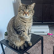 Milo participe au concours pour gagner de l'argent avec cette photo : cat, tabby, feline, pet, indoor, table, metal_table, living_room, carpet, plant, cabinet, television, electronics, floor, domestic_animal, fur, whiskers, curious, sitting, home_decor