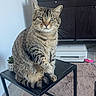 cat, tabby, feline, pet, indoor, table, metal_table, living_room, carpet, plant, cabinet, television, electronics, floor, domestic_animal, fur, whiskers, curious, sitting, home_decor