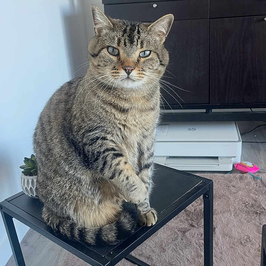 Milo participe au concours pour gagner de l'argent avec cette photo : cat, tabby, feline, pet, indoor, table, metal_table, living_room, carpet, plant, cabinet, television, electronics, floor, domestic_animal, fur, whiskers, curious, sitting, home_decor