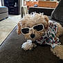 Carmelo Anthony joined the competition — help win amazing prizes! dog, puppy, sunglasses, shirt, couch, indoor, pet, cute, fluffy, brown, small_dog, living_room, home, furniture, relaxing, animal, canine, adorable, fashion, cozy