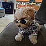 Carmelo Anthony is registered to the contest to win money with this photo: dog, puppy, sunglasses, clothing, couch, indoor, fur, cute, pet, small_dog, curly_fur, living_room, fashion, accessory, animal, household, relaxing, domestic_animal, white_sunglasses, colorful_shirt