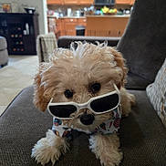 Carmelo Anthony joined the competition — help win amazing prizes! dog, puppy, sunglasses, shirt, couch, indoor, pet, cute, fluffy, adorable, living_room, furniture, canine, animal, household, relaxed, portrait, small_dog, cozy, domestic