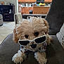 dog, puppy, sunglasses, shirt, couch, indoor, pet, cute, fluffy, adorable, living_room, furniture, canine, animal, household, relaxed, portrait, small_dog, cozy, domestic