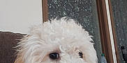 Carmelo Anthony is registered to the contest to win money with this photo: dog, curly_fur, white_dog, pet, indoor, couch, collar, closeup, face, window, water_bottle, furniture, household, looking_away, animal, companion, domestic, cute, fluffy, portrait