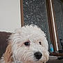 dog, curly_fur, white_dog, pet, indoor, couch, collar, closeup, face, window, water_bottle, furniture, household, looking_away, animal, companion, domestic, cute, fluffy, portrait