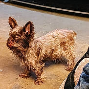 Tess is registered to the contest to win money with this photo: dog, small_dog, scruffy, fur, standing, concrete_floor, shoe, jeans, pet, animal, ears, side_view, outdoor, casual, domestic, companion, curious, mammal, brown_fur, paws