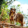 dog, canine, shaggy_fur, long_hair, brown_and_white, standing, outdoors, forest, woodland, nature, trees, leaves, sunlight, blue_sky, clouds, harness, collar, red_tag, dirt, low_angle