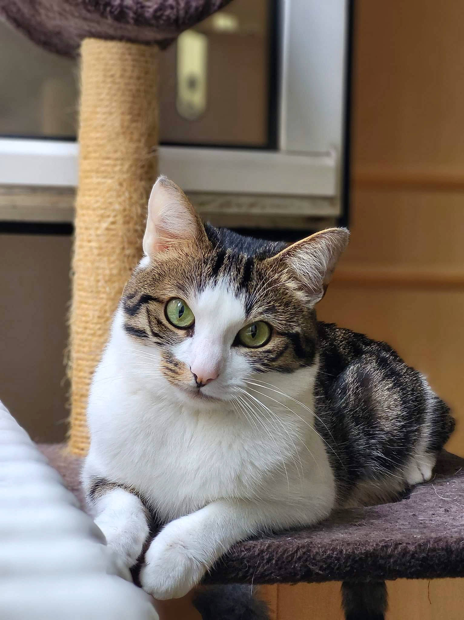 Fripouille participe au concours pour gagner de l'argent avec cette photo : carnivore, cat, cat_furniture, cat_supply, comfort, domestic_short_haired_cat, door, felidae, fur, paw, sitting, small_to_medium_sized_cats, snout, tail, whiskers, window, wood