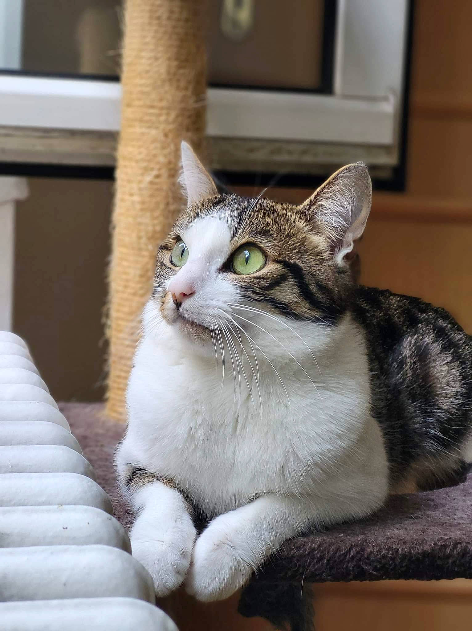 Fripouille participe au concours pour gagner de l'argent avec cette photo : art, carnivore, cat, comfort, domestic_short_haired_cat, door, eye, felidae, foot, fur, grey, paw, sitting, small_to_medium_sized_cats, snout, tail, tree, whiskers, window, wood