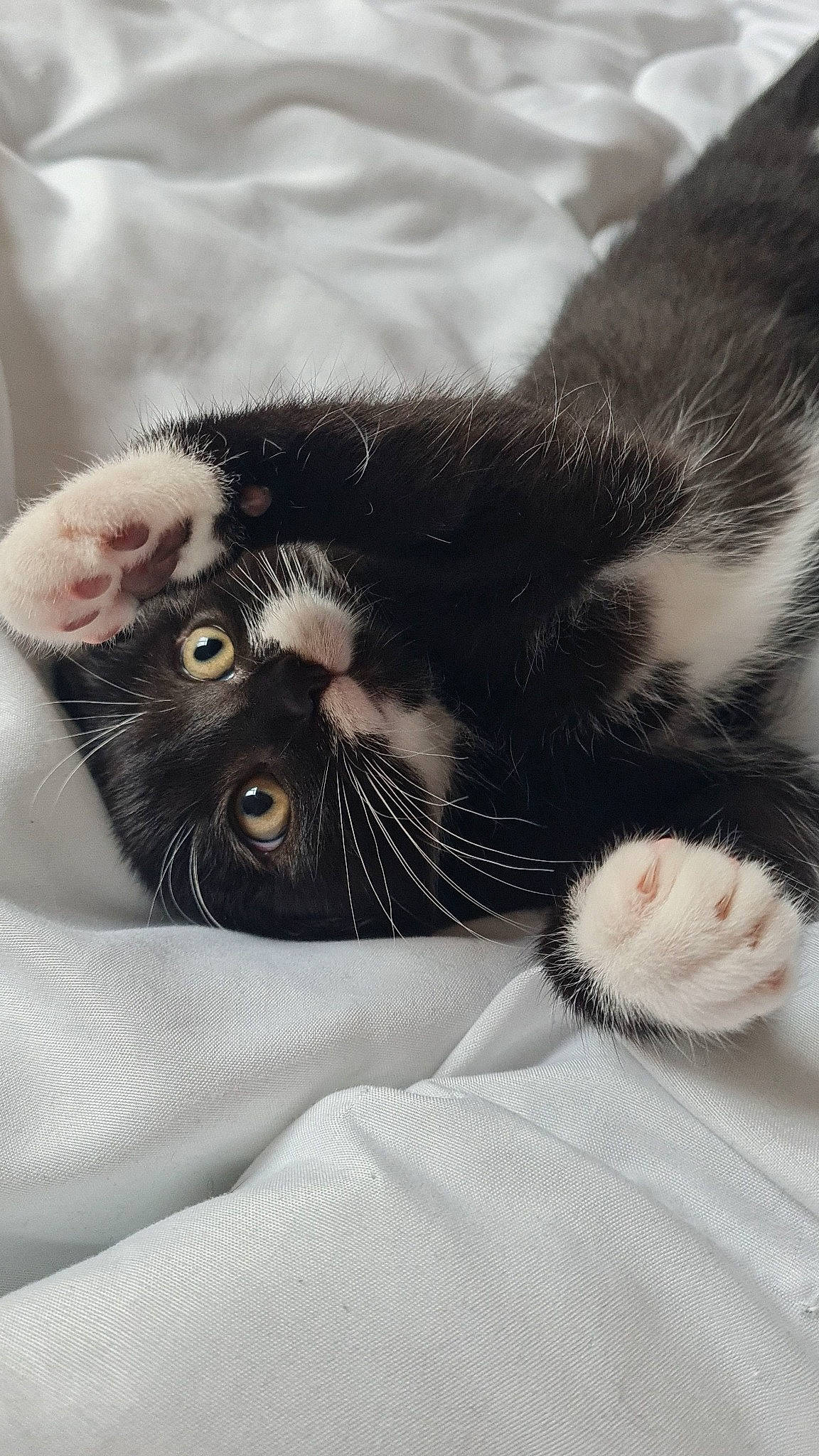 Loki a rejoint le concours — aidez-le/la à gagner de superbes lots ! black_cat, carnivore, cat, claw, comfort, domestic_short_haired_cat, felidae, foot, fur, nap, paw, small_to_medium_sized_cats, snout, tail, terrestrial_animal, whiskers