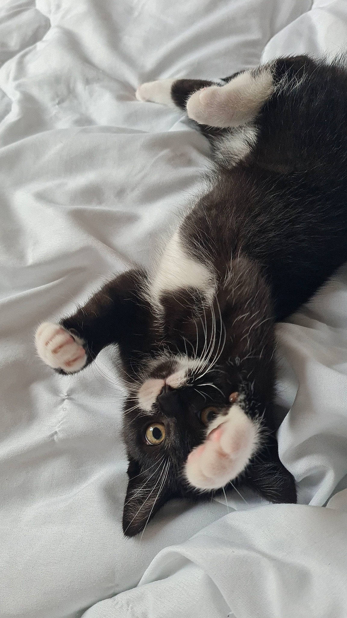 Loki participe au concours pour gagner de l'argent avec cette photo : canidae, carnivore, cat, claw, comfort, dog_breed, domestic_short_haired_cat, ear, felidae, foot, fur, gesture, nap, paw, small_to_medium_sized_cats, snout, sporting_group, tail, textile, whiskers