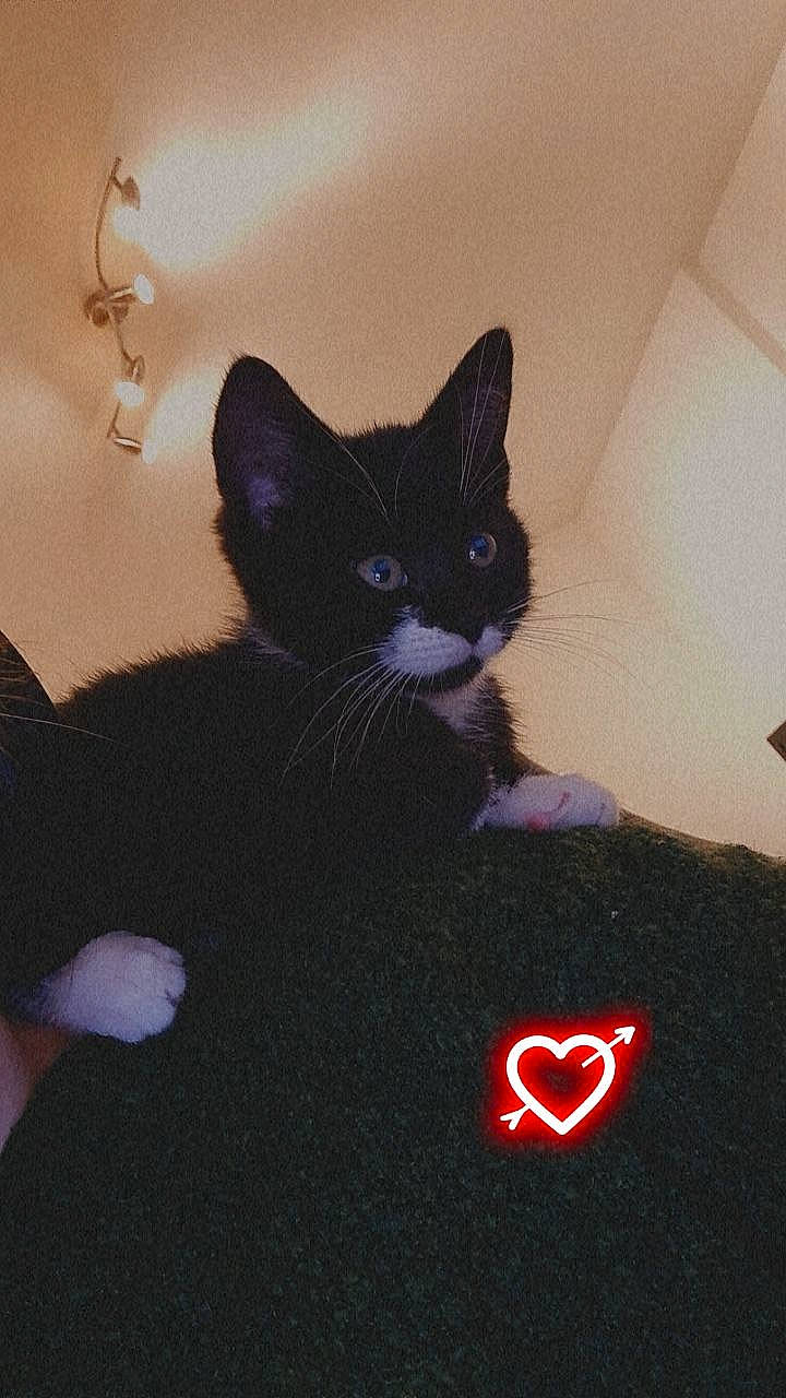 Loki a rejoint le concours — aidez-le/la à gagner de superbes lots ! black_cat, carmine, carnivore, cat, comfort, domestic_short_haired_cat, felidae, fur, grey, paw, photo_caption, room, sitting, small_to_medium_sized_cats, snout, tail, whiskers, window