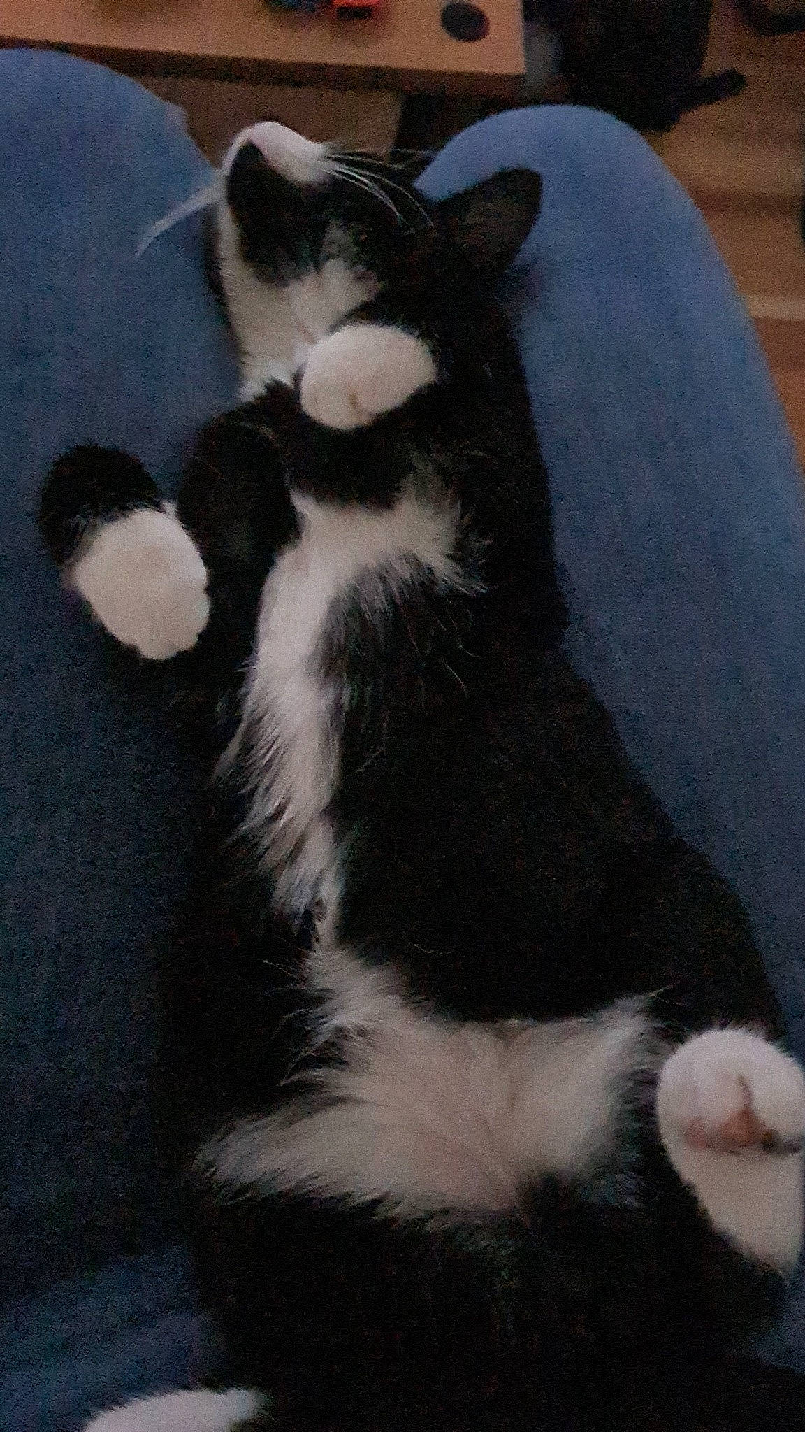 Loki participe au concours pour gagner de l'argent avec cette photo : carnivore, cat, claw, comfort, dog_breed, domestic_short_haired_cat, felidae, flooring, foot, formal_wear, fur, paw, small_to_medium_sized_cats, snout, tail, terrestrial_animal, whiskers