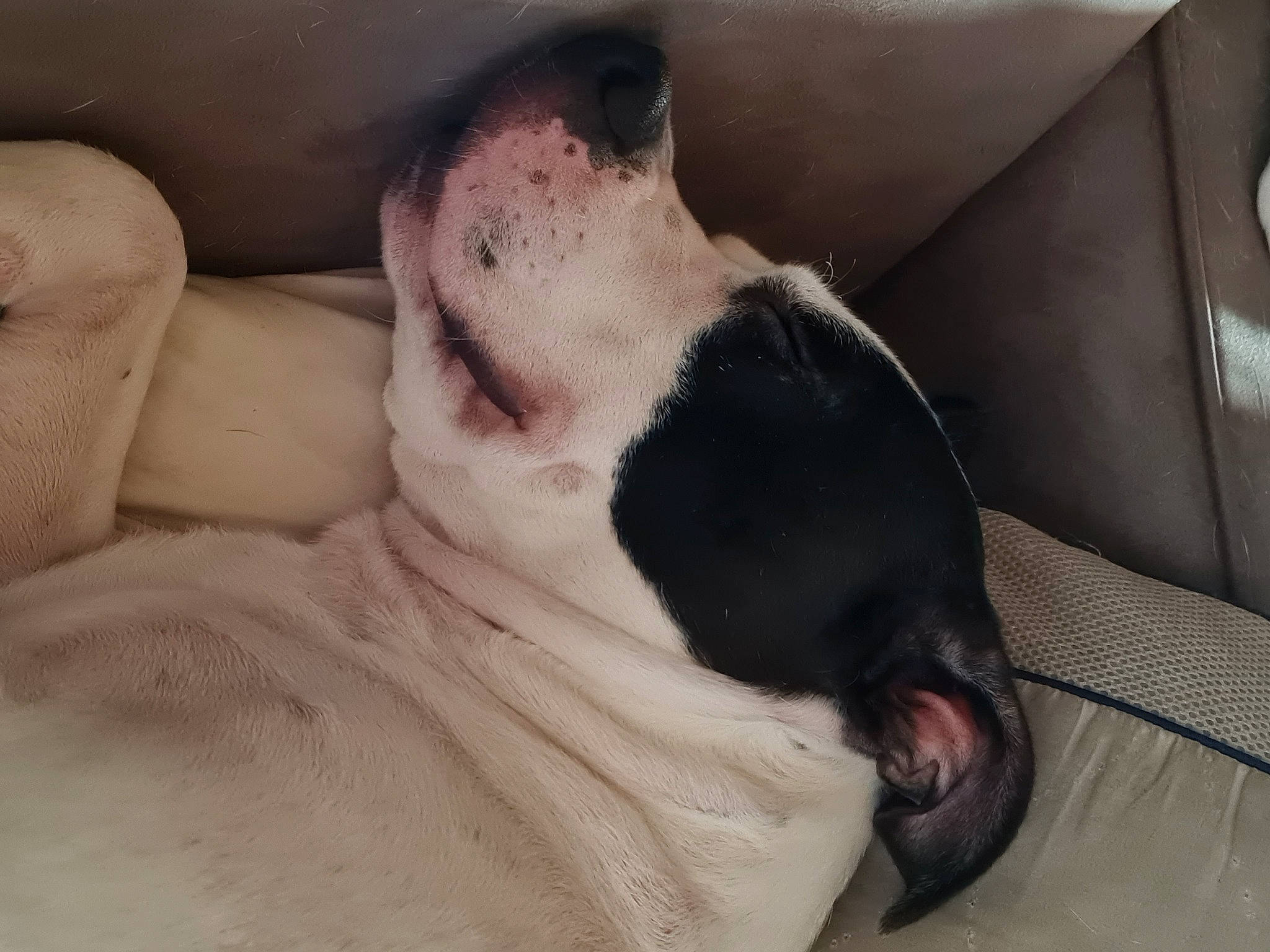 Aria a rejoint le concours — aidez-le/la à gagner de superbes lots ! carnivore, comfort, companion_dog, couch, dog, dog_breed, fawn, fur, linens, mammal, paw, snout, sporting_group, tail, terrestrial_animal, toy_dog, vertebrate, whiskers, working_animal, wrinkle