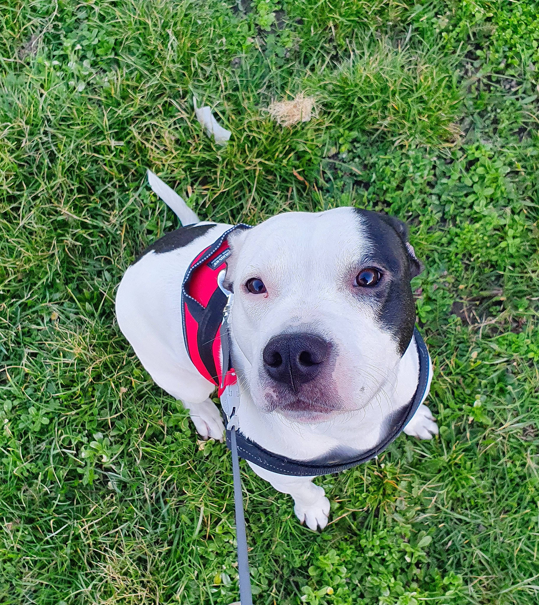 Aria a rejoint le concours — aidez-le/la à gagner de superbes lots ! ancient_dog_breeds, canidae, carnivore, collar, companion_dog, dog, dog_breed, dog_collar, dog_supply, fawn, grass, hunting_dog, leash, non_sporting_group, pet_supply, plant, snout, sporting_group, whiskers, working_animal