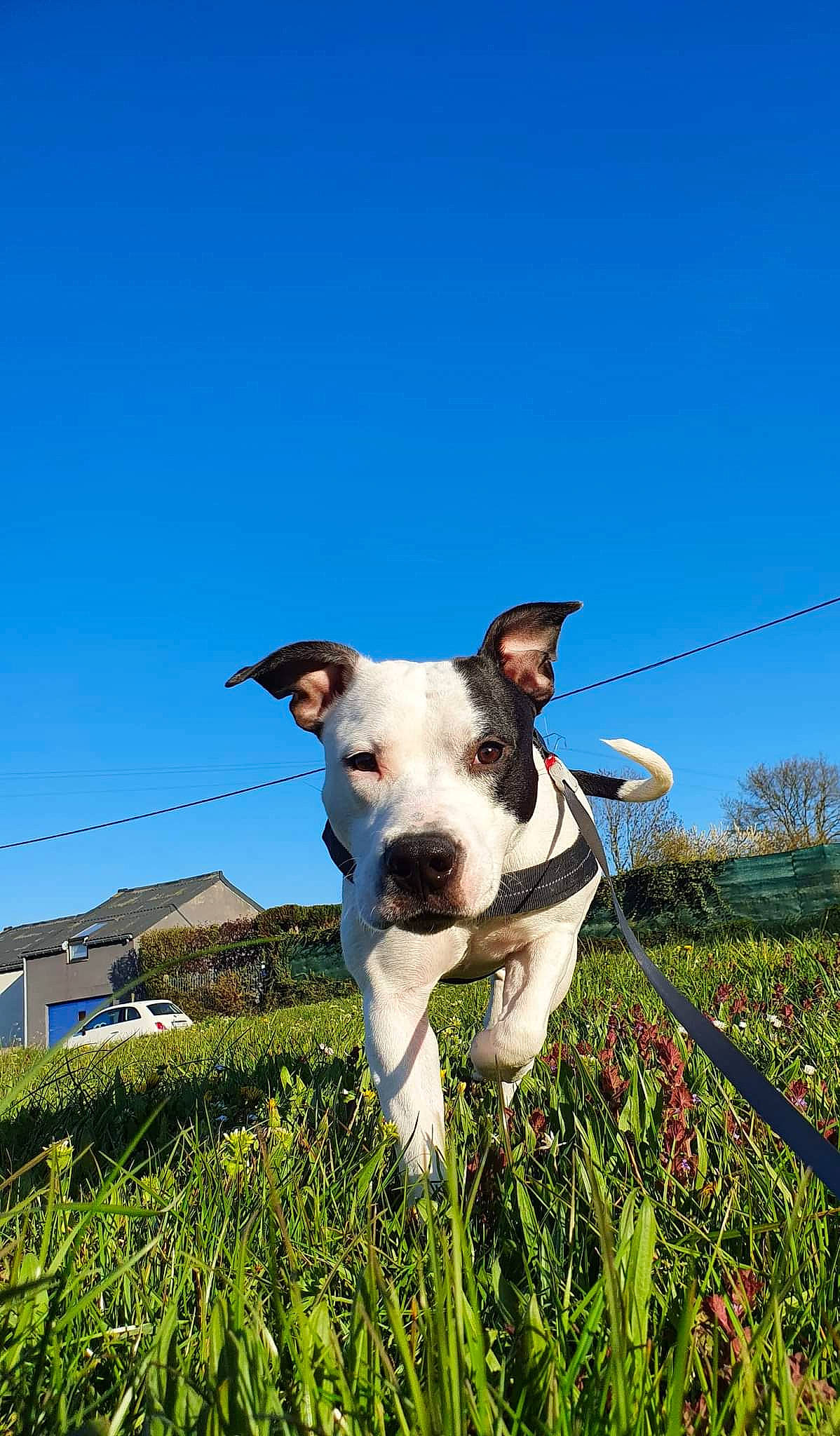 Aria participe au concours pour gagner de l'argent avec cette photo : canidae, carnivore, collar, companion_dog, dog, dog_breed, dog_collar, fawn, field, grass, grassland, happy, landscape, meadow, pasture, plant, pole, sky, tree, working_animal