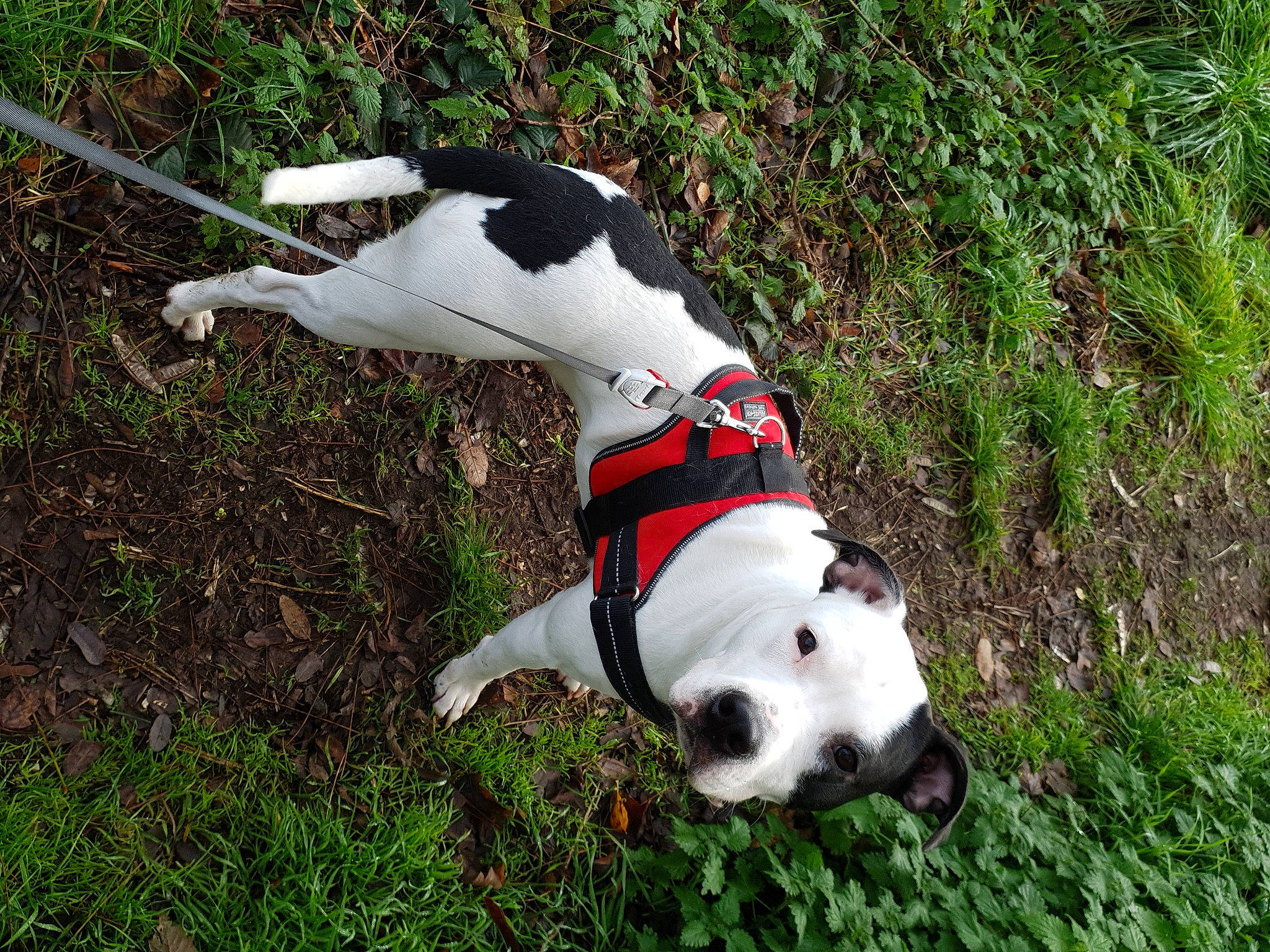 Aria participe au concours pour gagner de l'argent avec cette photo : canidae, carmine, carnivore, collar, companion_dog, dog, dog_breed, dog_collar, dog_supply, fawn, grass, leash, non_sporting_group, pet_supply, plant, snout, sporting_group, tail, working_animal, working_dog