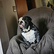 Googen is registered to the contest to win money with this photo: bulldog, dog, pet, indoor, chair, furniture, animal, seated, portrait, looking_away, collar, domestic, canine, mammal, home, living_room, blanket, brown, gray, calm