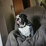 bulldog, dog, pet, indoor, chair, furniture, animal, seated, portrait, looking_away, collar, domestic, canine, mammal, home, living_room, blanket, brown, gray, calm