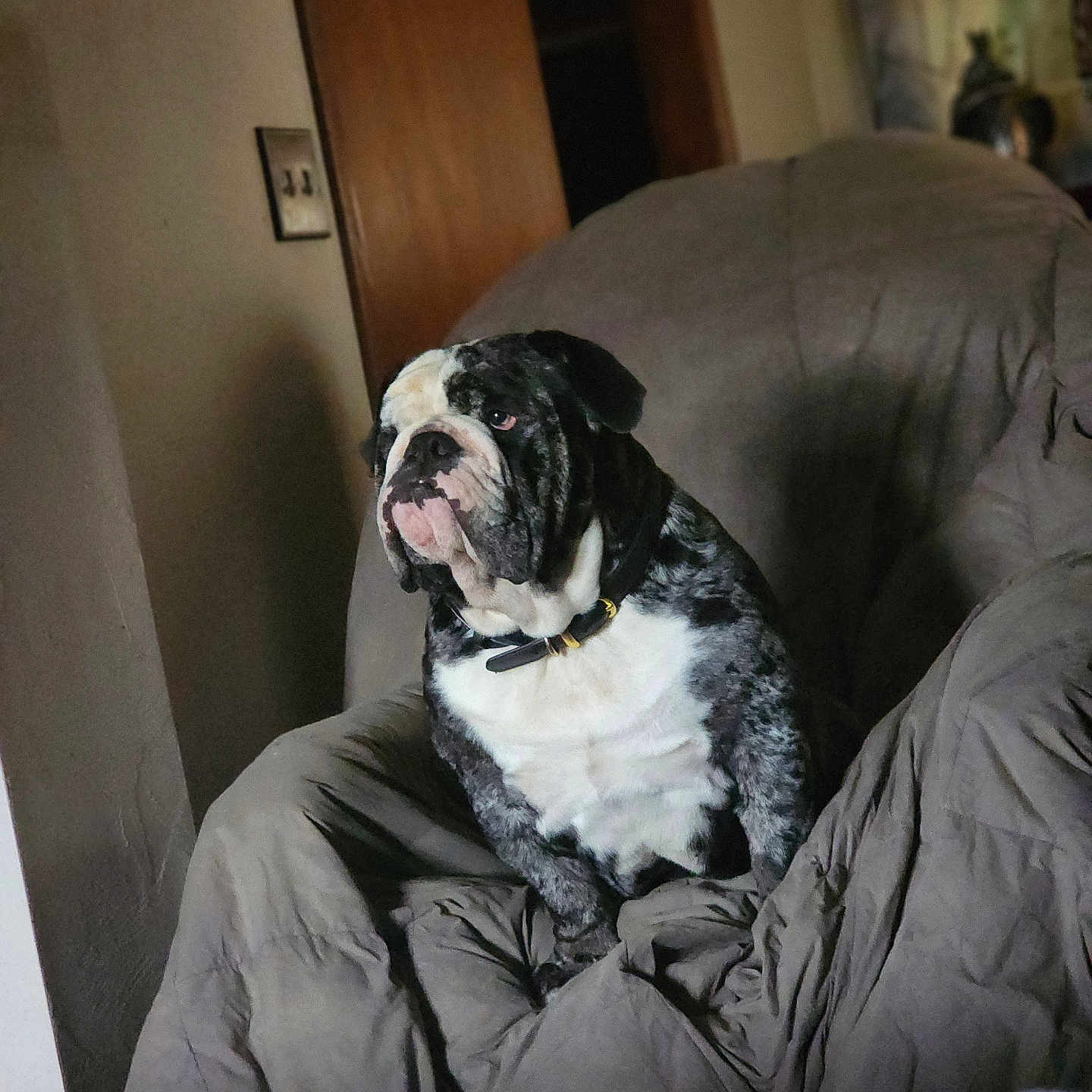 Googen is registered to the contest to win money with this photo: animal, blanket, brown, bulldog, calm, canine, chair, collar, dog, domestic, furniture, gray, home, indoor, living_room, looking_away, mammal, pet, portrait, seated