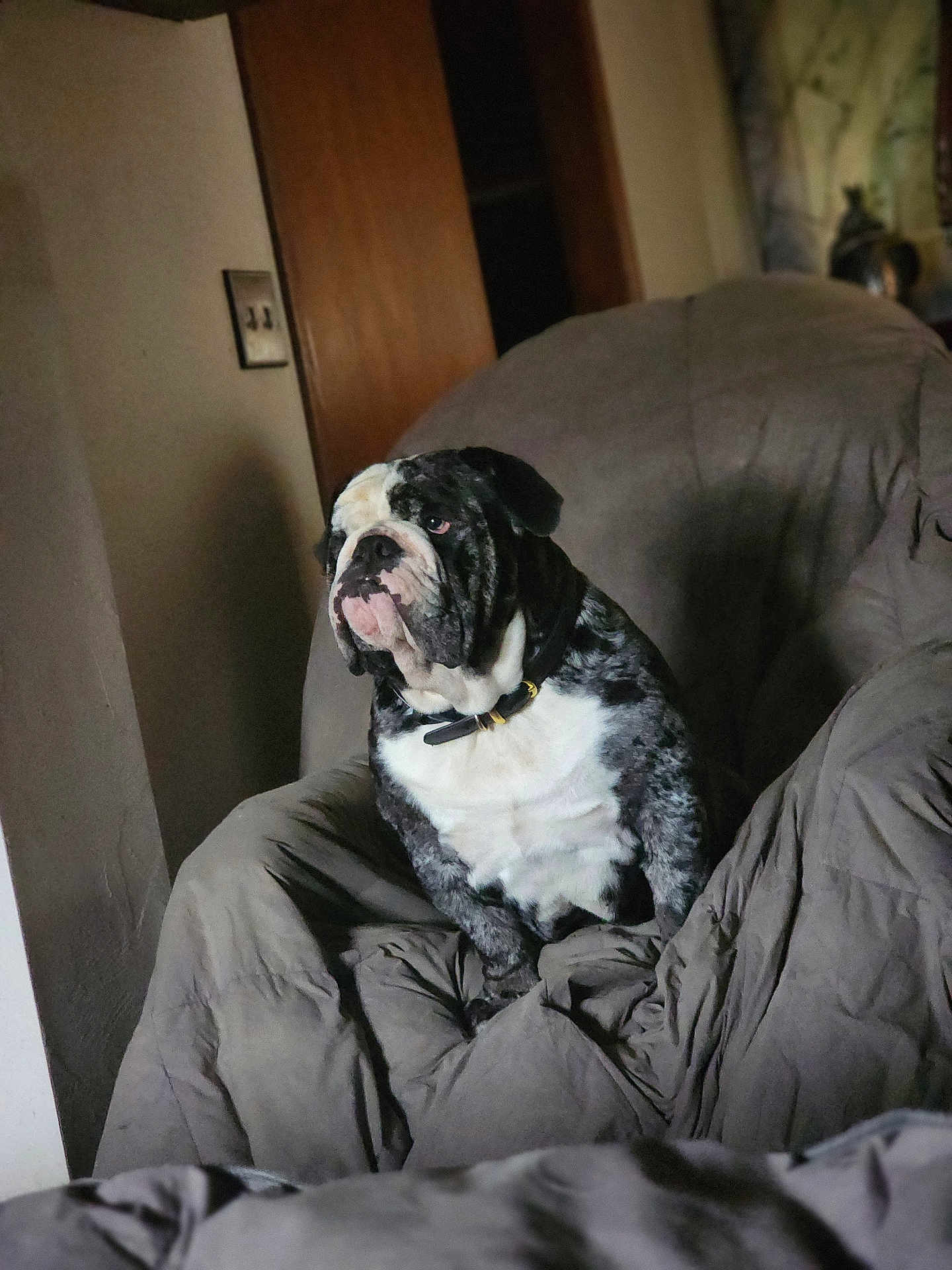 Googen is registered to the contest to win money with this photo: bulldog, dog, pet, indoor, chair, furniture, animal, seated, portrait, looking_away, collar, domestic, canine, mammal, home, living_room, blanket, brown, gray, calm