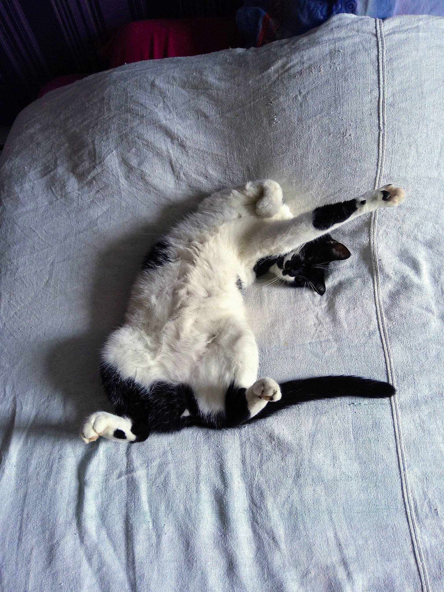 Gingo participe au concours pour gagner de l'argent avec cette photo : canidae, carnivore, cat, claw, comfort, companion_dog, dog_breed, domestic_short_haired_cat, felidae, fur, grey, linens, nap, paw, small_to_medium_sized_cats, sporting_group, tail, whiskers