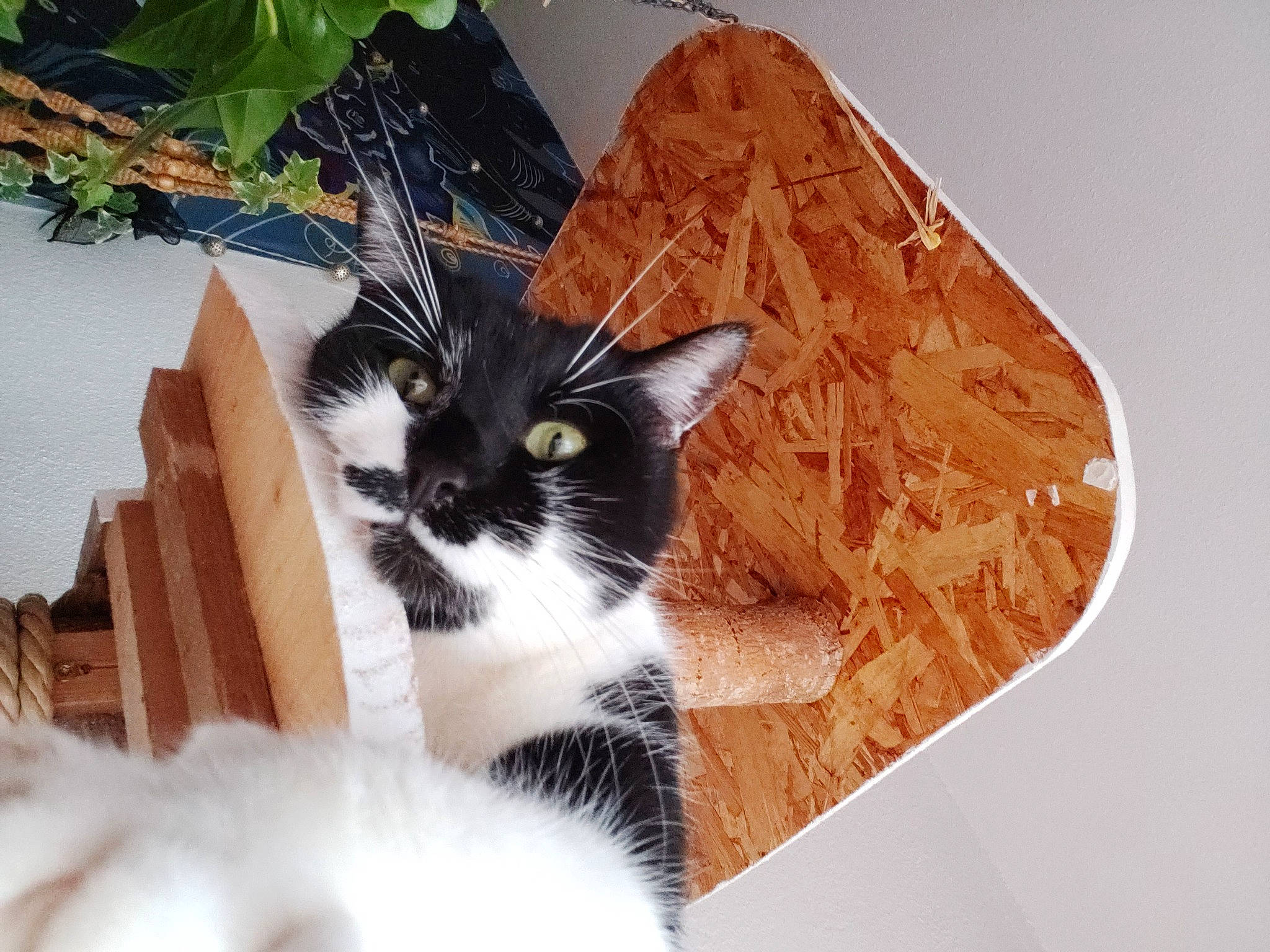 Gingo participe au concours pour gagner de l'argent avec cette photo : carnivore, cat, domestic_short_haired_cat, felidae, flowerpot, formal_wear, fur, grass, houseplant, paper_product, pattern, paw, plant, porch, small_to_medium_sized_cats, snout, tail, tree, whiskers, window