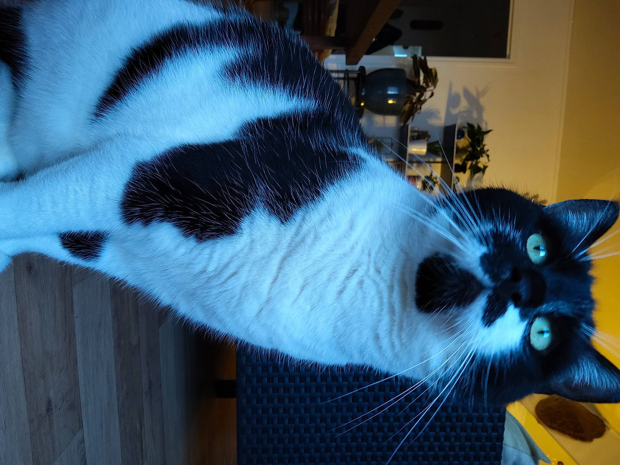 Gingo a rejoint le concours — aidez-le/la à gagner de superbes lots ! carnivore, cat, cat_furniture, cat_supply, claw, comfort, domestic_short_haired_cat, felidae, fur, houseplant, paw, pet_supply, plant, small_to_medium_sized_cats, snout, tail, whiskers, window