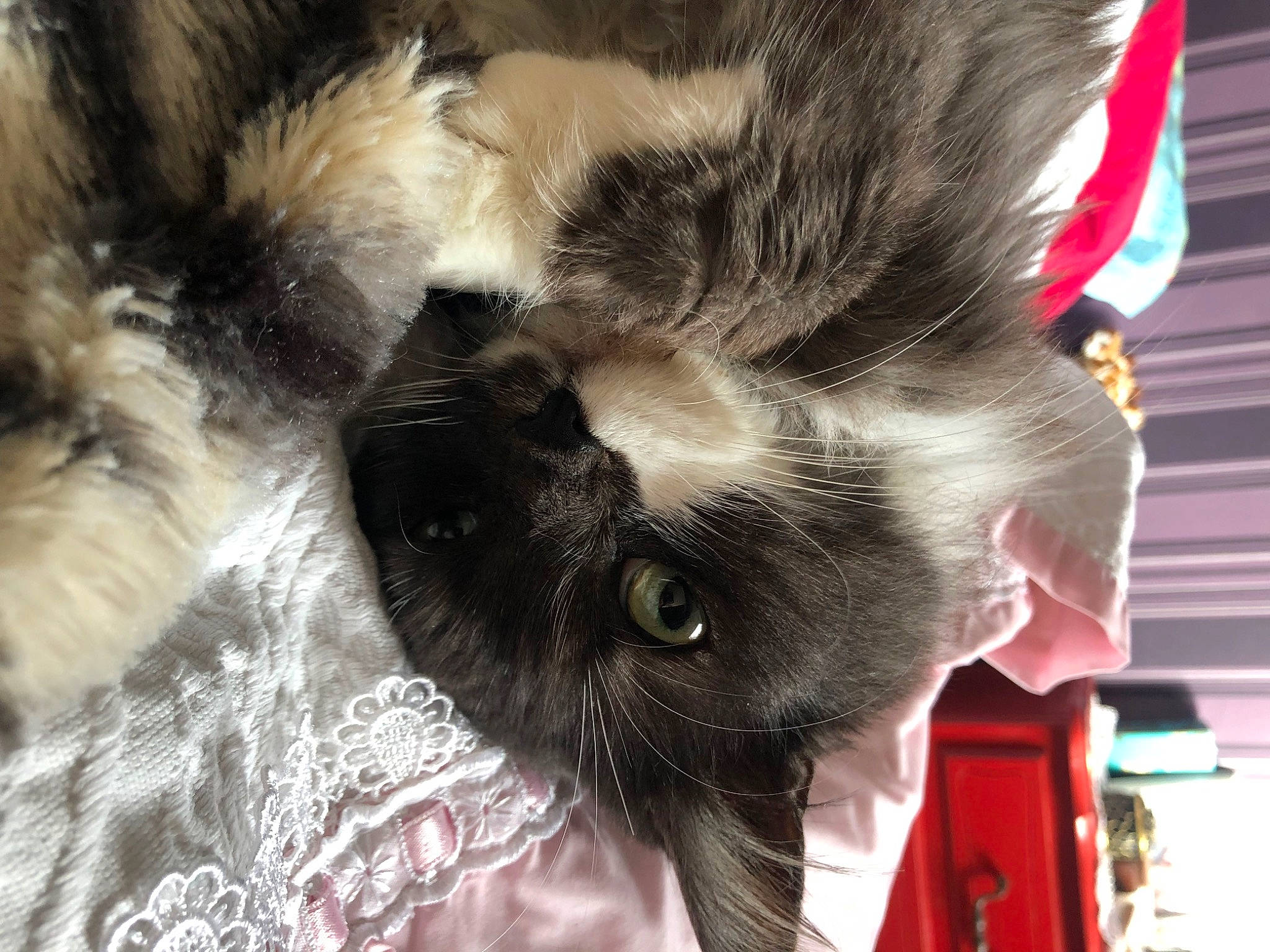 Chaussette participe au concours pour gagner de l'argent avec cette photo : canidae, carnivore, cat, claw, comfort, dog_breed, domestic_short_haired_cat, ear, felidae, fur, nap, paw, plant, small_to_medium_sized_cats, snout, sporting_group, tail, tree, whiskers