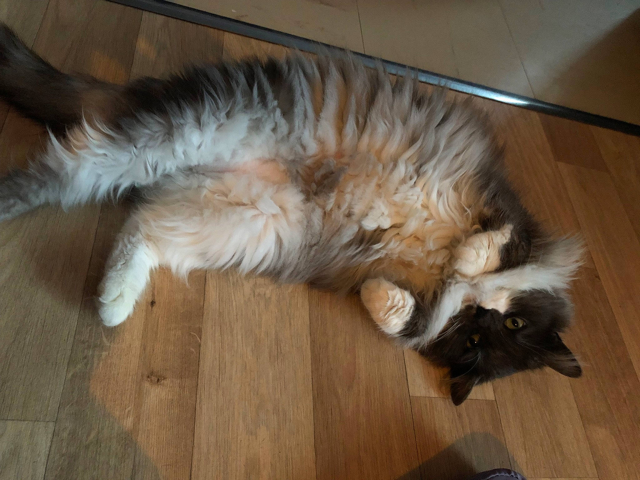 Chaussette a rejoint le concours — aidez-le/la à gagner de superbes lots ! canidae, carnivore, cat, claw, comfort, companion_dog, dog_breed, fawn, felidae, flooring, fur, hardwood, laminate_flooring, paw, small_to_medium_sized_cats, sporting_group, tail, whiskers, wood, wood_flooring