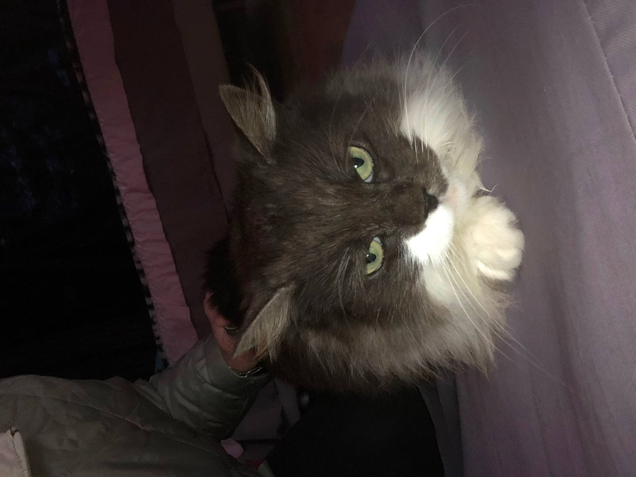 Chaussette participe au concours pour gagner de l'argent avec cette photo : carnivore, cat, claw, comfort, darkness, domestic_short_haired_cat, felidae, fur, grey, monochrome_photography, paw, sitting, small_to_medium_sized_cats, snout, tail, terrestrial_animal, whiskers