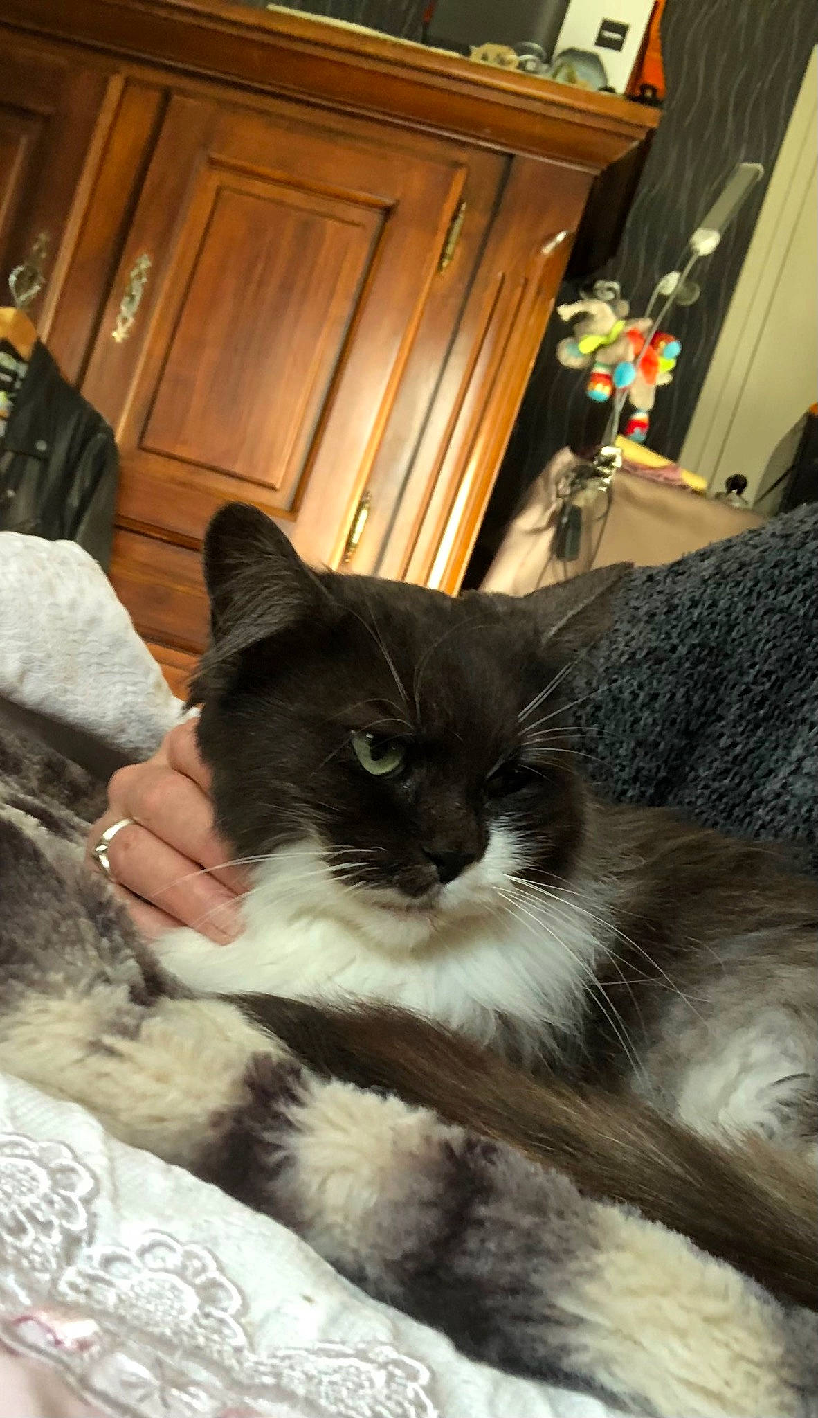 Chaussette a rejoint le concours — aidez-le/la à gagner de superbes lots ! cabinetry, carnivore, cat, chest_of_drawers, claw, comfort, cupboard, domestic_short_haired_cat, door, felidae, fur, hardwood, linens, paw, plant, room, small_to_medium_sized_cats, snout, tail, whiskers