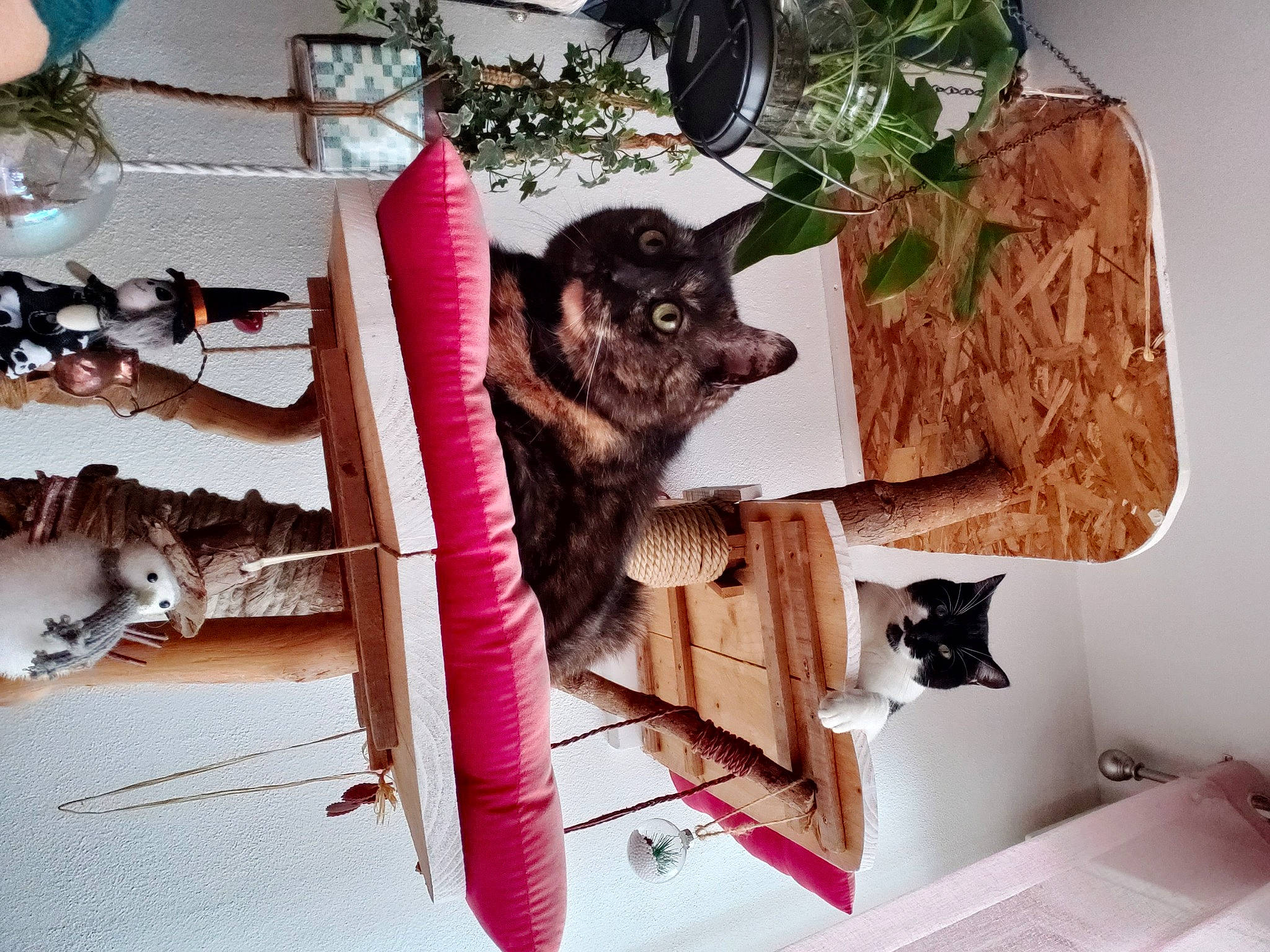 Diana participe au concours pour gagner de l'argent avec cette photo : canidae, carnivore, chair, companion_dog, dog, dog_breed, dog_supply, fawn, felidae, fur, linens, magenta, pattern, purple, room, small_to_medium_sized_cats, sporting_group, tree, wood, working_animal