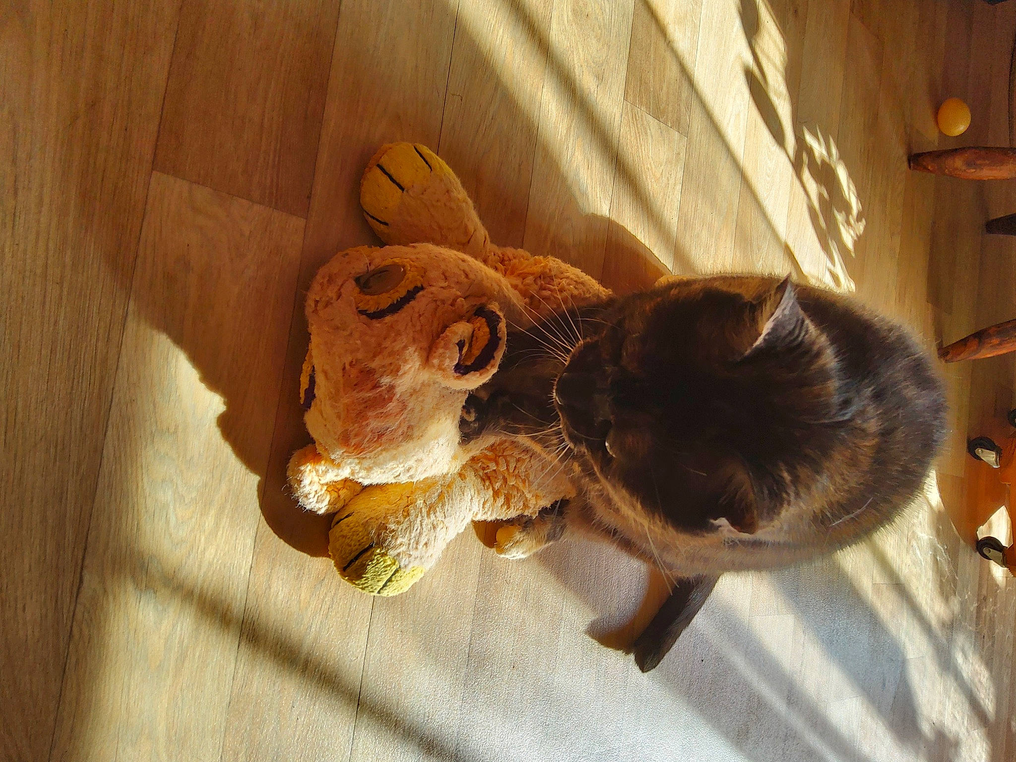 Diana participe au concours pour gagner de l'argent avec cette photo : ceiling, claw, fawn, felidae, flooring, fur, hardwood, metal, paw, room, small_to_medium_sized_cats, stuffed_toy, tail, teddy_bear, terrestrial_animal, toy, whiskers, window, wood, working_animal