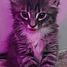 kitten, cat, fluffy, fur, gray, white, pet, animal, cute, small, indoor, portrait, young, sitting, curious, whiskers, ears, nose, paws, purple_lighting