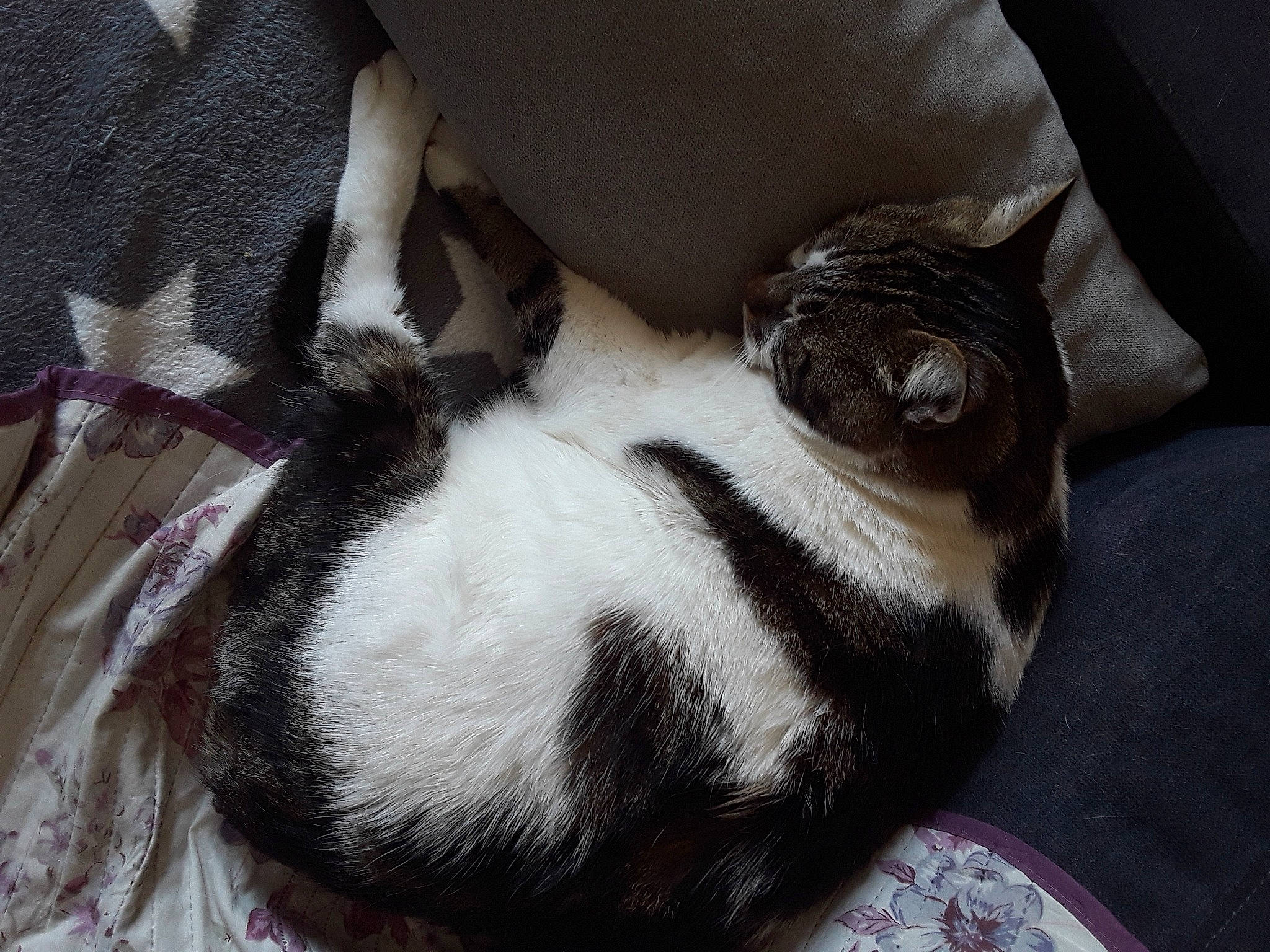 Hoola Hoop a rejoint le concours — aidez-le/la à gagner de superbes lots ! box, cat, cat_bed, cat_supply, claw, comfort, couch, domestic_short_haired_cat, felidae, fur, grey, nap, paw, sleep, small_to_medium_sized_cats, tail, whiskers