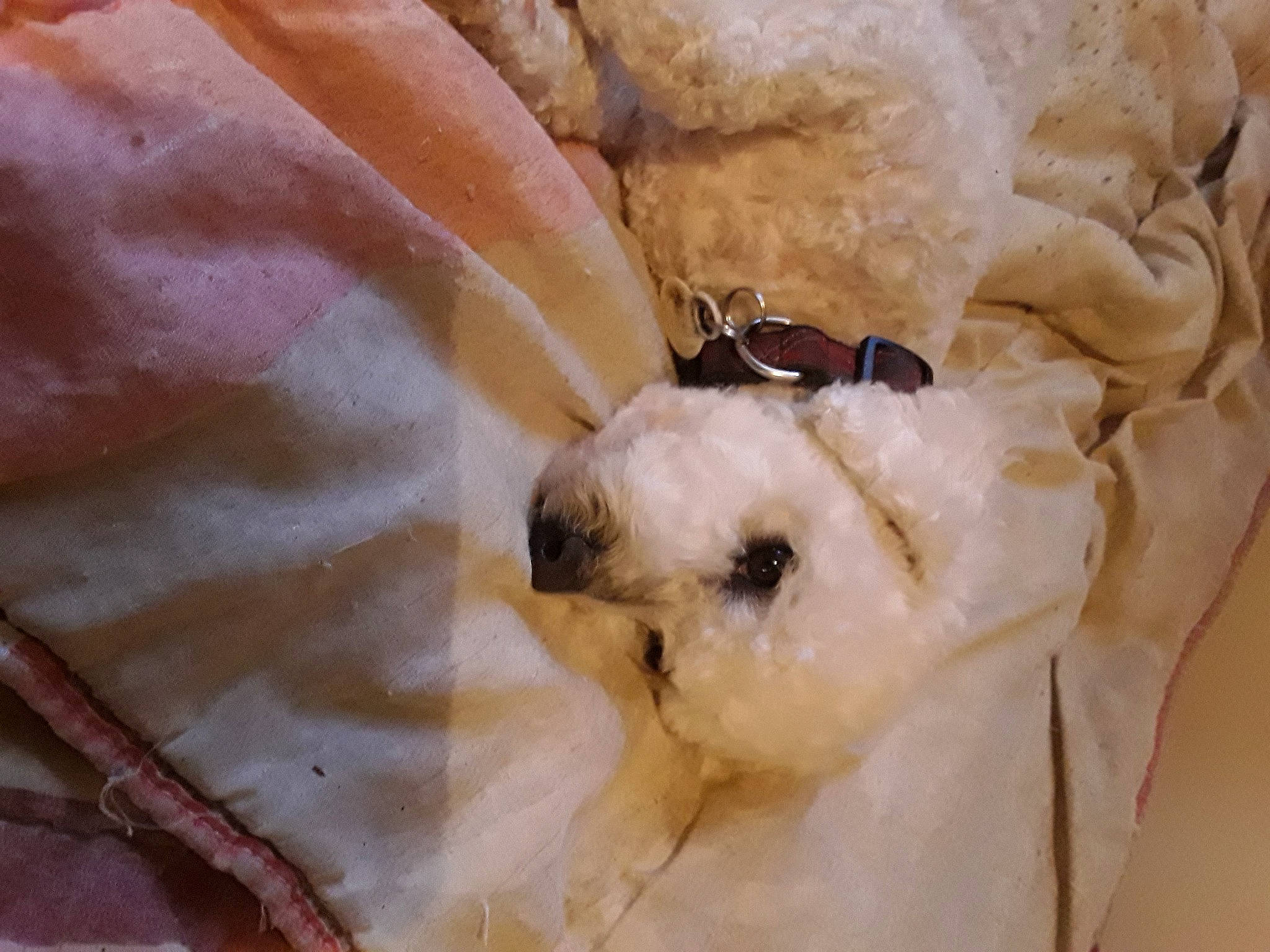 Lilou a rejoint le concours — aidez-le/la à gagner de superbes lots ! canidae, carnivore, companion_dog, dog_breed, fawn, fur, insect, linens, pattern, peach, puppy, snout, sporting_group, stuffed_toy, terrestrial_animal, toy, toy_dog, whiskers, wildlife