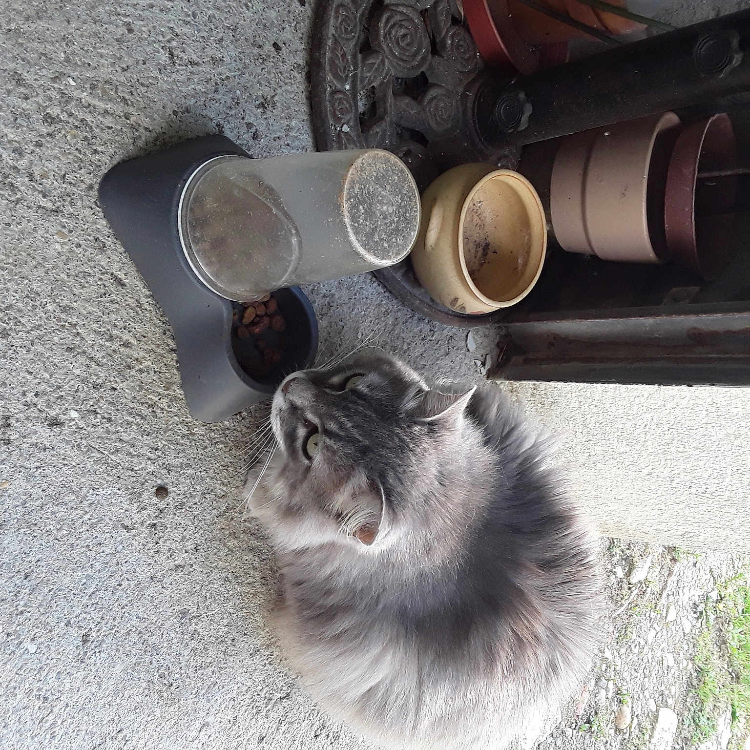 Angele participe au concours pour gagner de l'argent avec cette photo : asphalt, automotive_exhaust, automotive_lighting, automotive_tire, automotive_wheel_system, carnivore, cat, domestic_short_haired_cat, exhaust_system, felidae, fur, grey, mechanical_fan, metal, muffler, paw, road_surface, small_to_medium_sized_cats, tail, whiskers