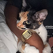 Misu is registered to the contest to win money with this photo: animal, arm, black_background, black_fur, calico_cat, cat, closeup, cuddle, domestic_animal, fur, gold_watch, holding, indoor, orange_fur, paws, person, pet, watch, whiskers, white_paws