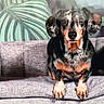 dog, dachshund, pet, animal, couch, indoor, portrait, small_dog, fur, ears, face, looking, green_leaves, plant, home_decor, furniture, cute, sitting, black_and_tan, domestic_animal
