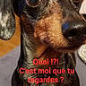 Zack a rejoint le concours — aidez-le/la à gagner de superbes lots ! animal, black, brown, canine, close_up, companion, curious, cute, dachshund, dog, expression, eyes, face, fur, indoor, looking, pet, portrait, text_overlay, wooden_background