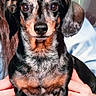 dog, dachshund, pet, animal, portrait, front_view, black_and_tan, short_legs, ears, face, eyes, nosed, fur, hands, human, indoor, close_up, cute, sitting, background_blur