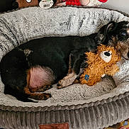Zack a rejoint le concours — aidez-le/la à gagner de superbes lots ! animal, bed, blanket, comfort, cozy, cute, dachshund, dog, domestic, fur, indoor, pet, plush, relaxing, resting, sleepy, small_dog, snuggling, stuffed_toy, teddy_bear
