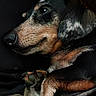 Zack a rejoint le concours — aidez-le/la à gagner de superbes lots ! animal, black, brown, canine, closeup, companion, cozy, cute, dachshund, dog, face, fur, indoor, paw, pet, portrait, relaxed, resting, sleeping, snuggled