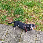 Zack a rejoint le concours — aidez-le/la à gagner de superbes lots ! dog, dachshund, pet, leash, harness, outdoor, grass, pavement, stone, curious, small_dog, animal, nature, walking, garden, canine, sidewalk, greenery, cute, companion