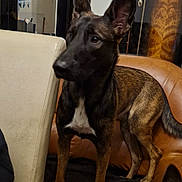 Yuky participe au concours pour gagner de l'argent avec cette photo : dog, indoor, couch, leather, furniture, ears, alert, pet, animal, brown, black, white, standing, curious, companion, home, reflection, cabinet, quiet, cozy