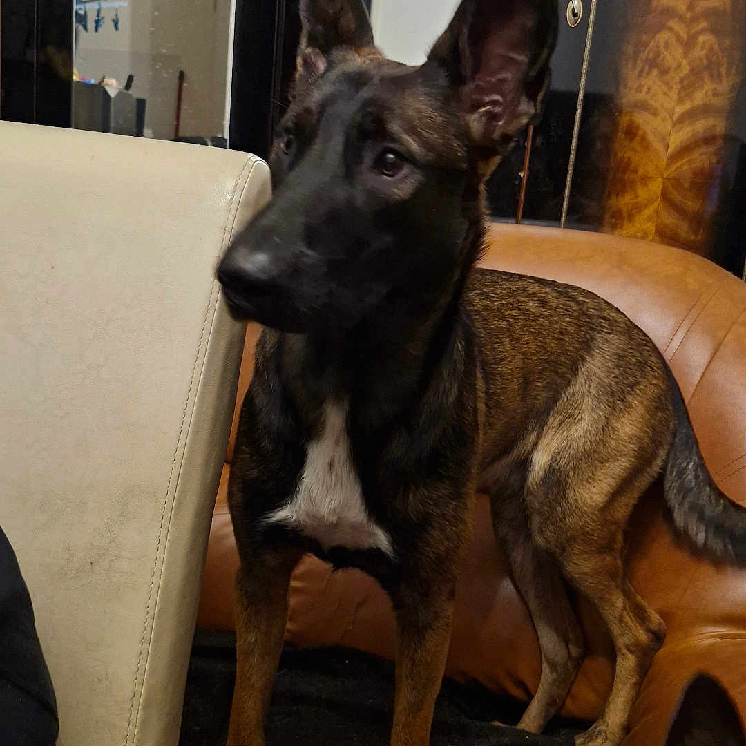 Yuky participe au concours pour gagner de l'argent avec cette photo : dog, indoor, couch, leather, furniture, ears, alert, pet, animal, brown, black, white, standing, curious, companion, home, reflection, cabinet, quiet, cozy