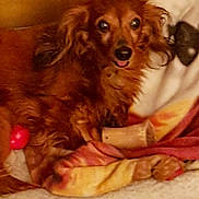 Timy participe au concours pour gagner de l'argent avec cette photo : dog, pet, brown_fur, blanket, bone, indoors, cozy, fur, canine, resting, curious, tongue_out, bed, animal, cute, companion, home, relaxed, warm_colors, soft_texture