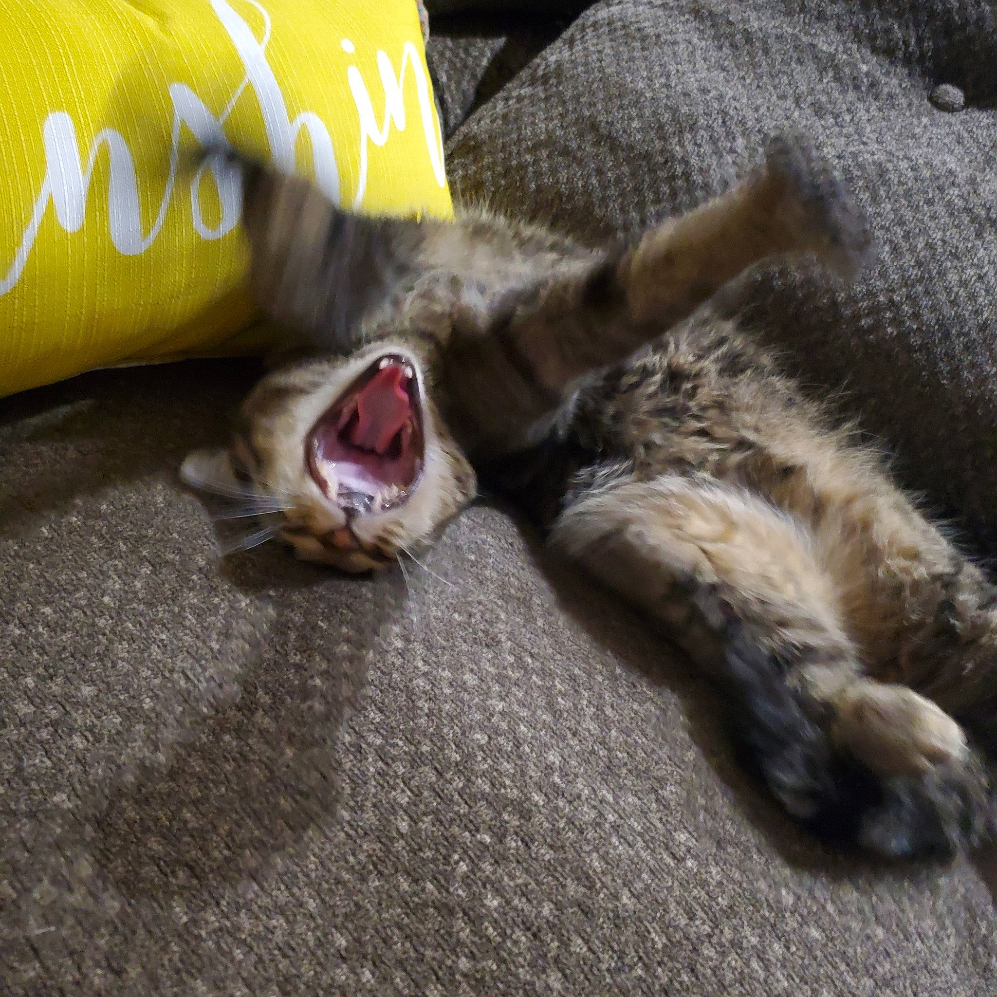 Nala joined the competition — help win amazing prizes! carnivore, cat, claw, domestic_short_haired_cat, dragon_li, european_shorthair, facial_expression, felidae, fur, kitten, leg, nap, paw, pixie_bob, polydactyl_cat, small_to_medium_sized_cats, tabby_cat, tail, whiskers, yawn